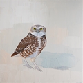 Burrowing Owl, Brit Hansen